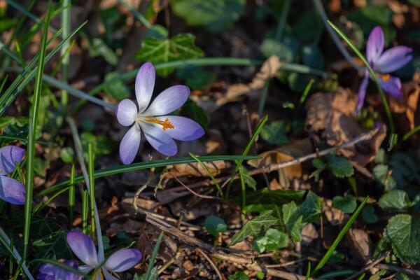 photo 13 Bastinglaan 20 0 ong