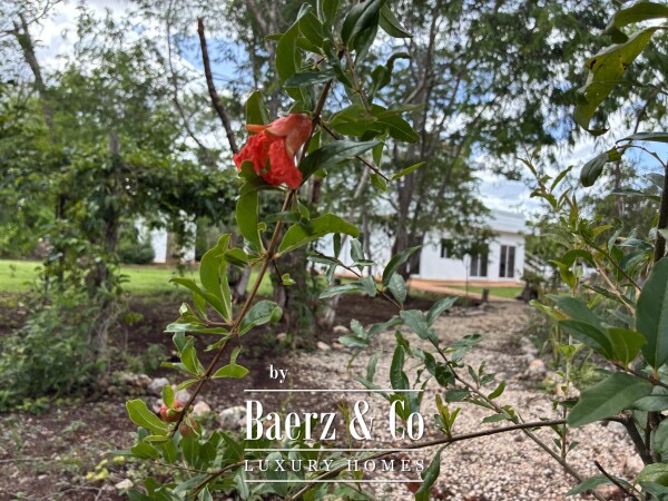 photo 8 A Private Yucatán Estate — A Life of Privacy, Nature and Independence