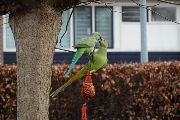 photo 44 Van de Veldelaan 958