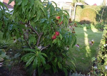HOOGERHEIDE